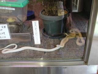 �⍑�����E����